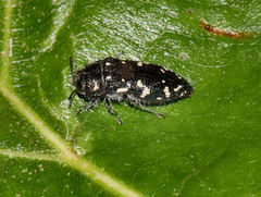Acmaeodera ornata
