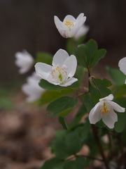 Isopyrum thalictroides
