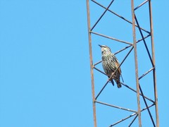 Sturnus vulgaris