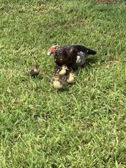 Cairina moschata domestica