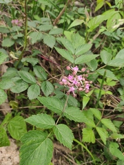Rubus coreanus