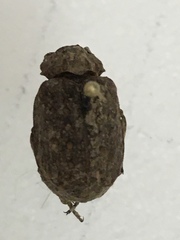 Trox gemmulatus