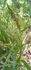 Carex arnellii