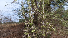 Canthium coromandelicum