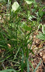Carex arnellii