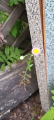 Erigeron philadelphicus