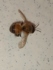 Apis mellifera