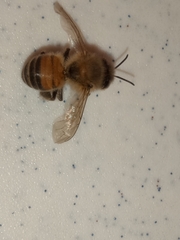 Apis mellifera