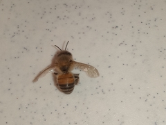 Apis mellifera