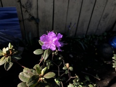 Rhododendron lapponicum