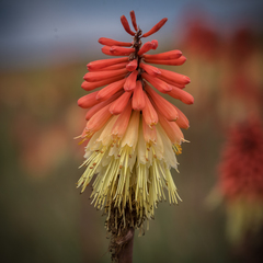 Kniphofia caulescens