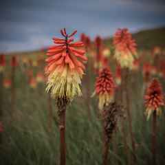 Kniphofia caulescens