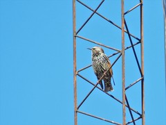Sturnus vulgaris