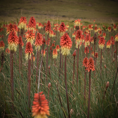 Kniphofia caulescens