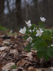 Isopyrum thalictroides