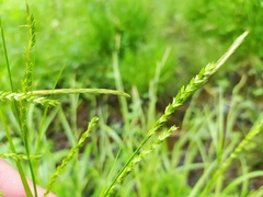 Carex strigosa