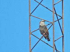 Sturnus vulgaris