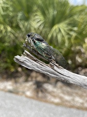 Neotibicen tibicen australis