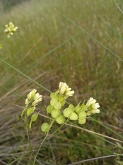 Biscutella valentina