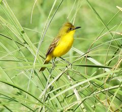 Pseudocolopteryx acutipennis