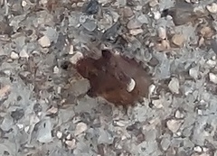 Dyroderes umbraculatus