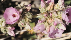 Malacothamnus enigmaticus