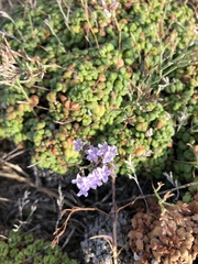 Limonium minutum