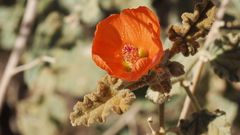 Sphaeralcea ambigua rugosa