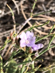 Limonium minutum