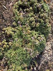 Limonium minutum