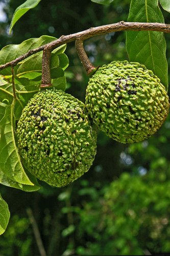 oval green-apple (Monodora stenopetala)