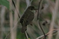 Acrocephalus dumetorum