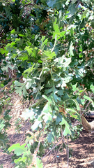 Quercus lobata