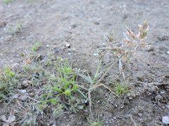 Eragrostis reptans