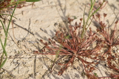 Juncus ranarius