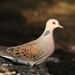European Turtle-Dove - Photo (c) mourad-harzallah, some rights reserved (CC BY), uploaded by mourad-harzallah