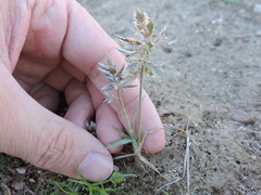 Eragrostis reptans