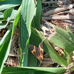 Aclytia