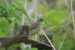 Acrocephalus dumetorum