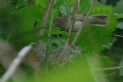 Acrocephalus dumetorum