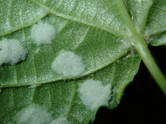 Eriophyes exilis