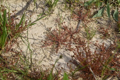 Juncus ranarius
