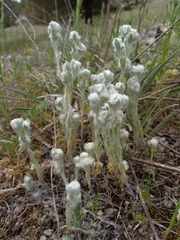Bombycilaena discolor