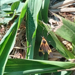 Aclytia
