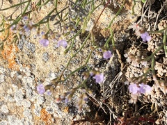Limonium minutum