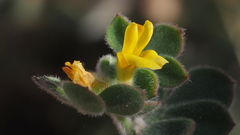 Acmispon heermannii heermannii
