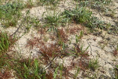 Juncus ranarius