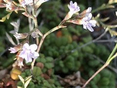 Limonium minutum