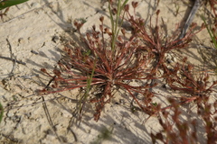 Juncus ranarius