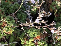 Limonium minutum